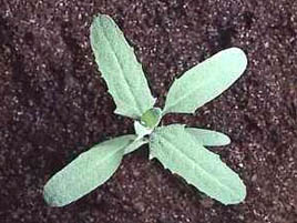 If we do not have a picture for this weed, or you can provide a better picture (scan, digital camera etc) please please e-mail it to us.