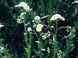 If we do not have a picture for this weed, or you can provide a better picture (scan, digital camera etc) please please e-mail it to us.